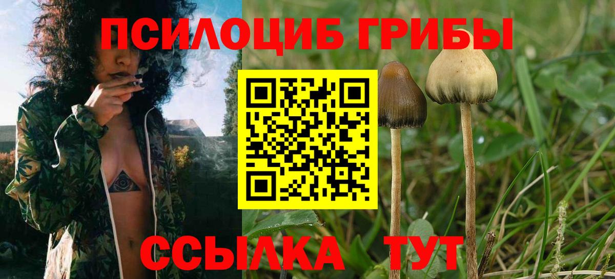Чусовой  Галлюциногенные грибы Psilocybine cubensis  Вход с VPN 